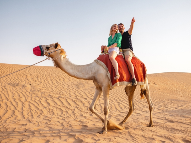 Camel Safari